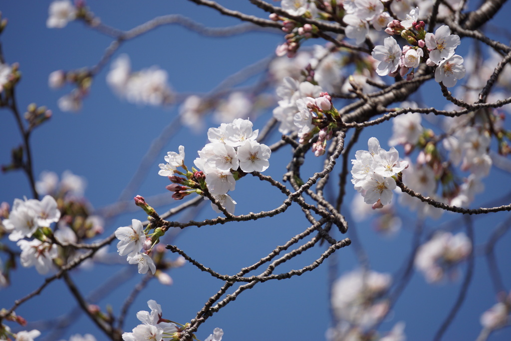 桜と青空