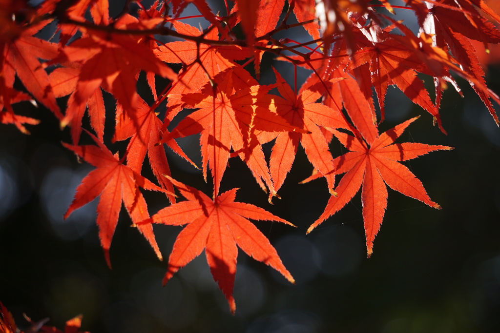 紅葉　2