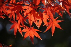 紅葉　2