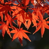 紅葉　2