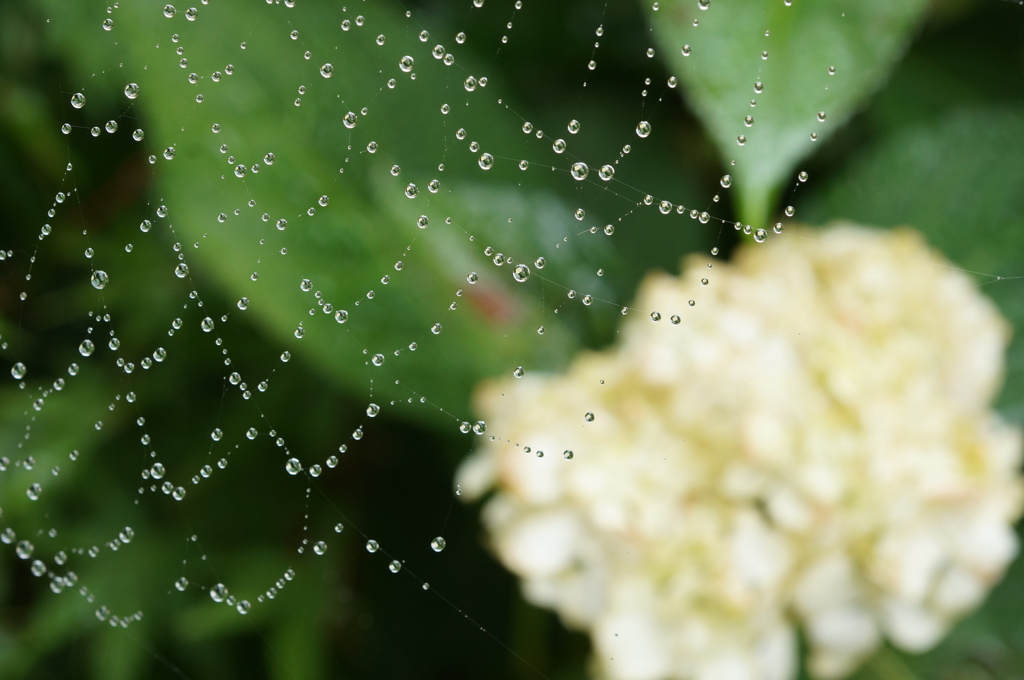 白い紫陽花と蜘蛛の巣