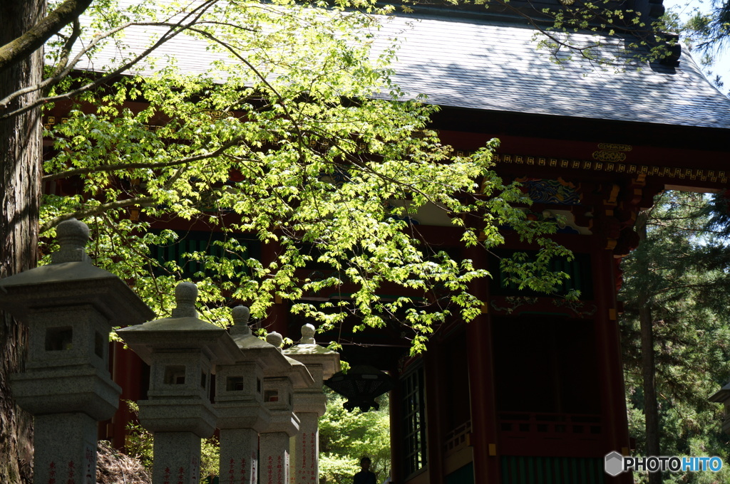 三峰神社の新緑　2