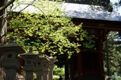 三峰神社の新緑　2