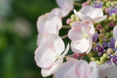 庭の紫陽花　4