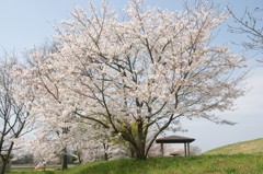 sakura1