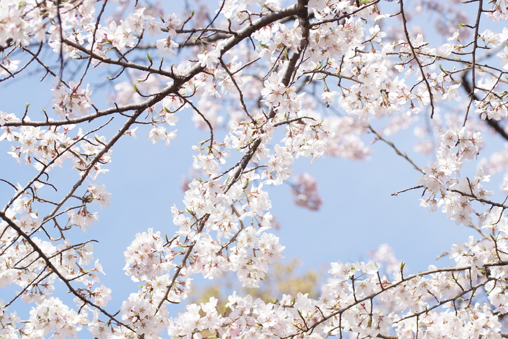 桜　満開　風渡る