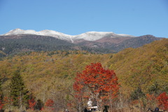 大楓と初冠雪 大楓と初冠雪