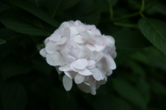 清楚　白い紫陽花