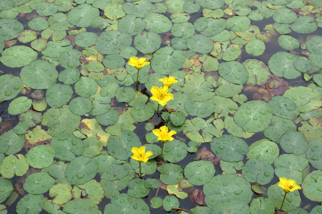 アサザの花　1