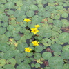 アサザの花　1
