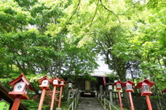 熊野神社の新緑