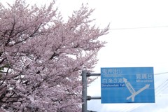 軽井沢の桜