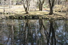 雲場池は今　リフレクション