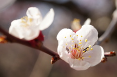 梅の花