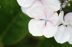 紫陽花　