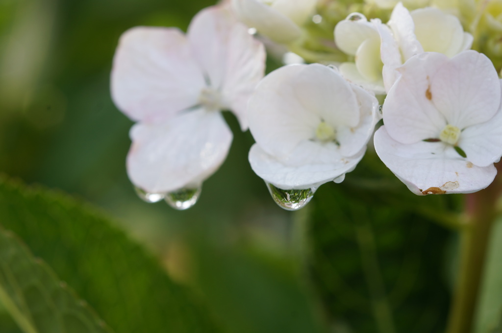 紫陽花　雫　
