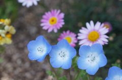 小さい花　笑ってるね