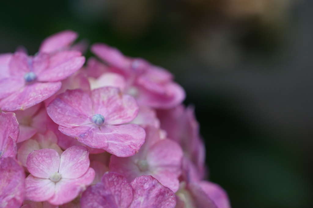 紫陽花　最後の輝き　2