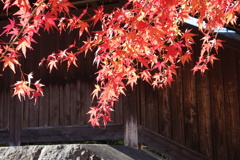 伊香保石段街の紅葉　2