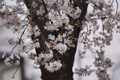 近所の桜　1