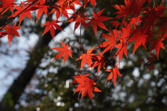 紅葉　真盛り