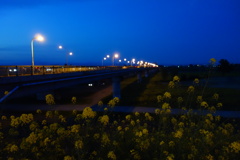 夜景　菜の花と橋