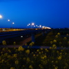 夜景　菜の花と橋