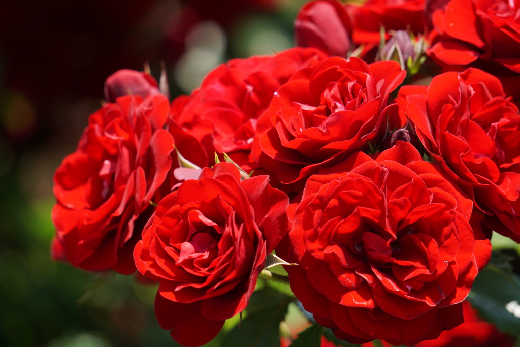 薔薇が咲いた　4