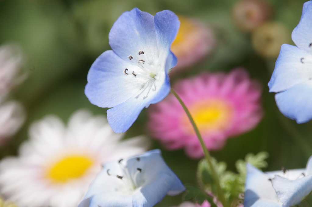 花のやさしさ