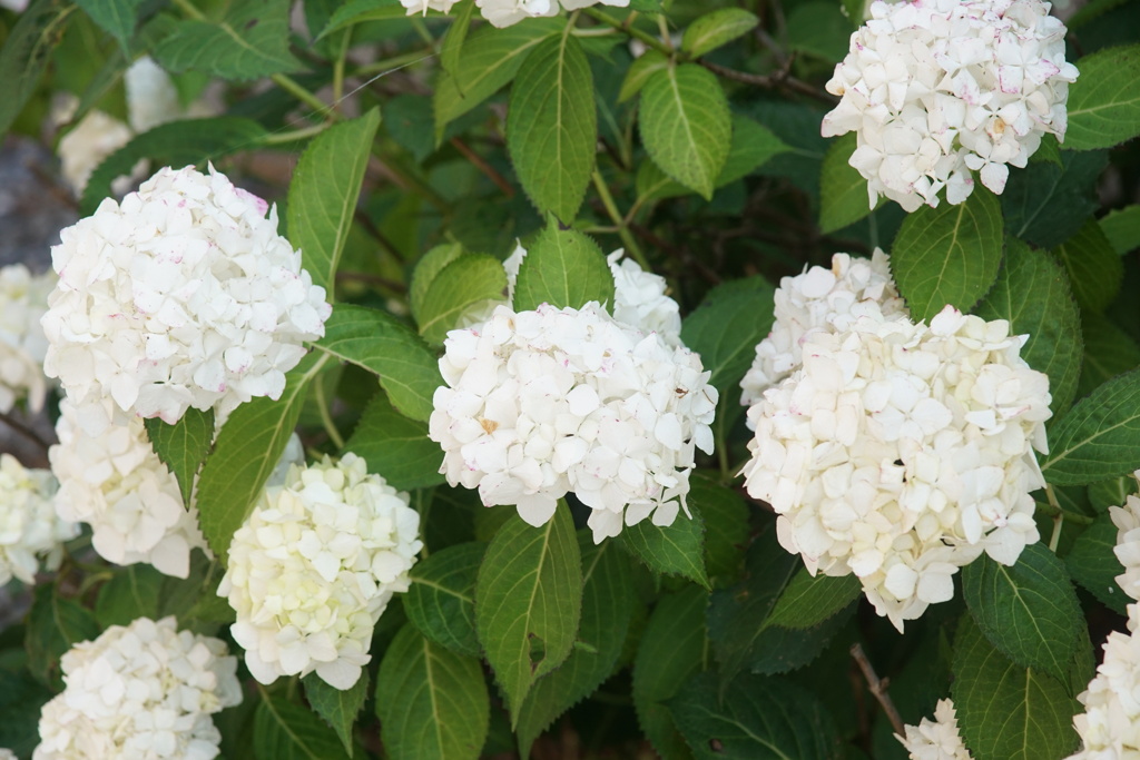 庭の紫陽花　1