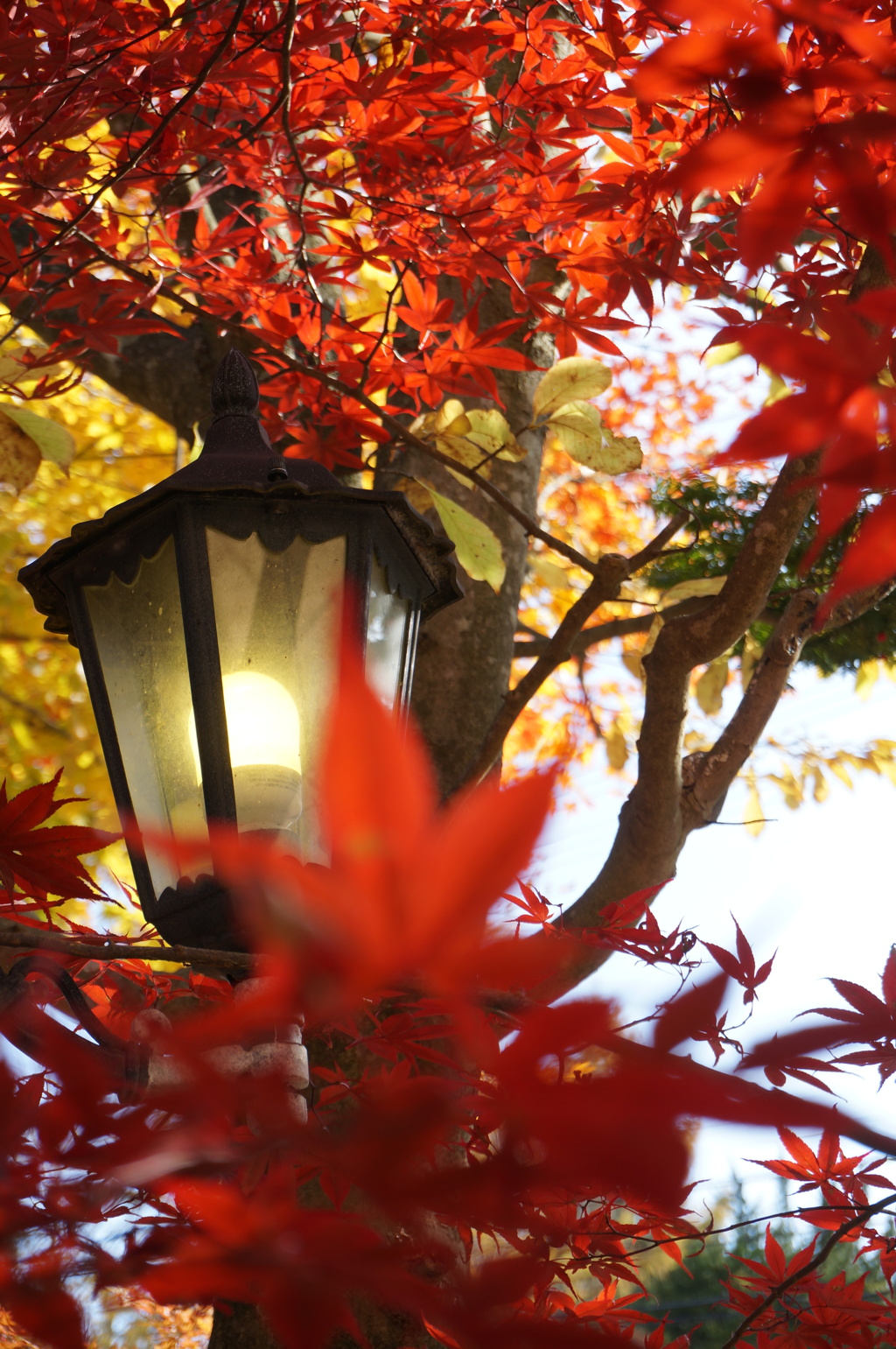 もみじとランプ