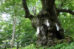 軽井沢熊野神社の御神木