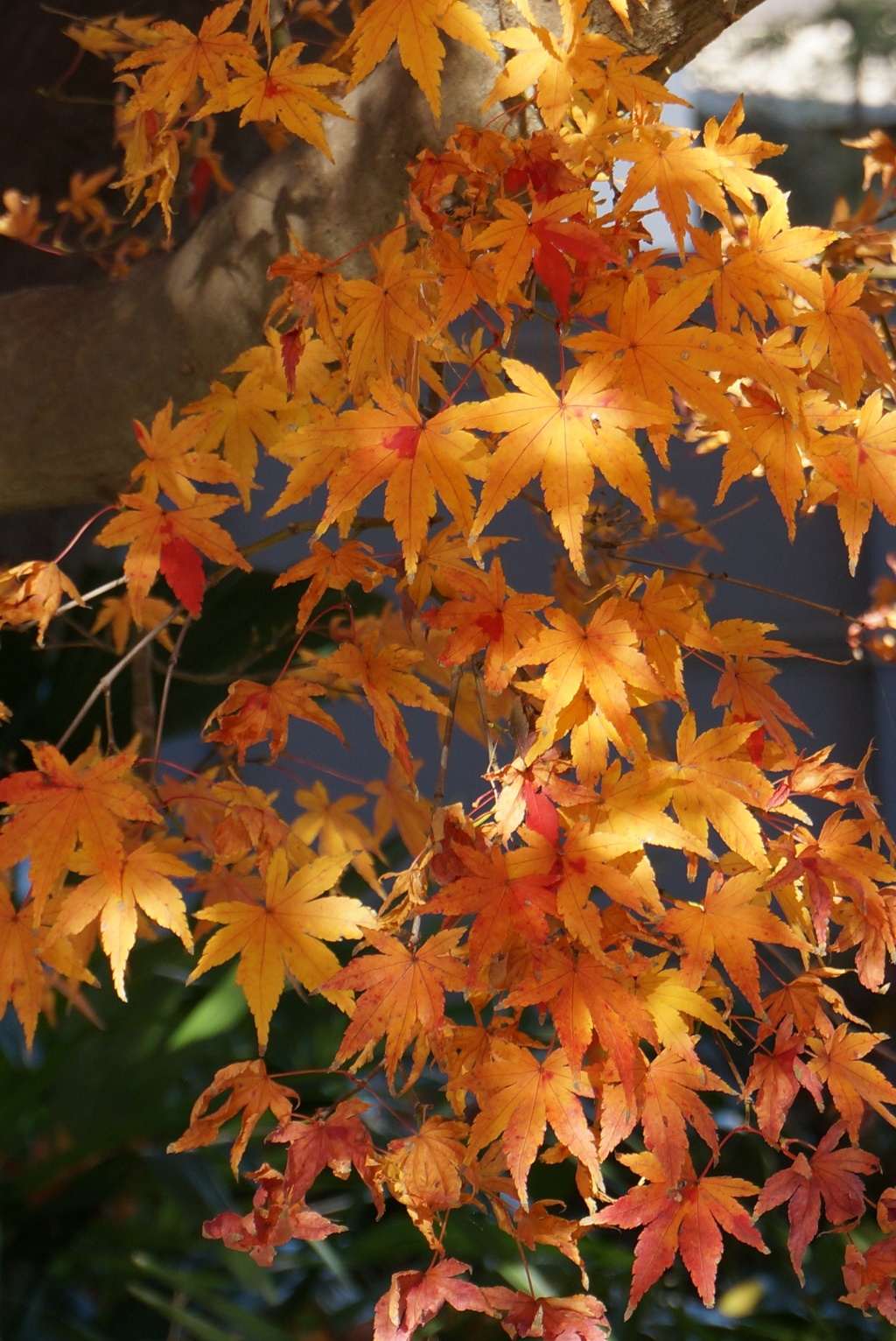 紅葉を照らす光