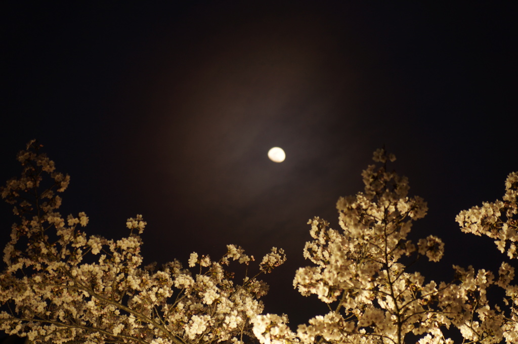 夜桜と月　3