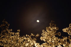 夜桜と月　3