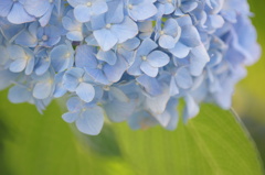 紫陽花のやさしさ