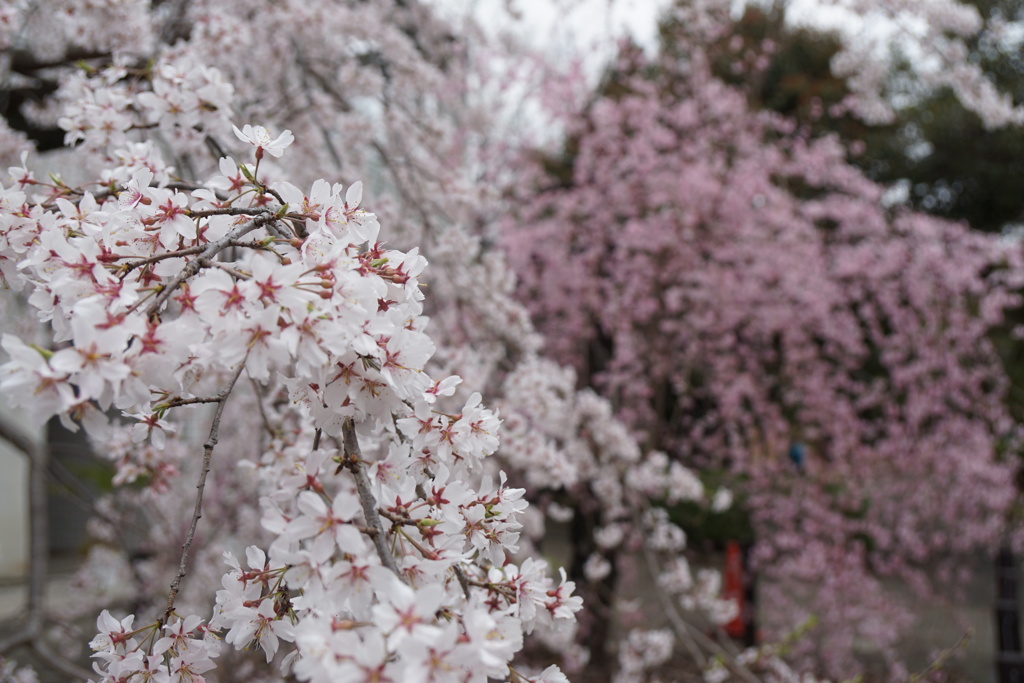 桜　二種