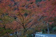 金蔵落しの渓流　紅葉　3