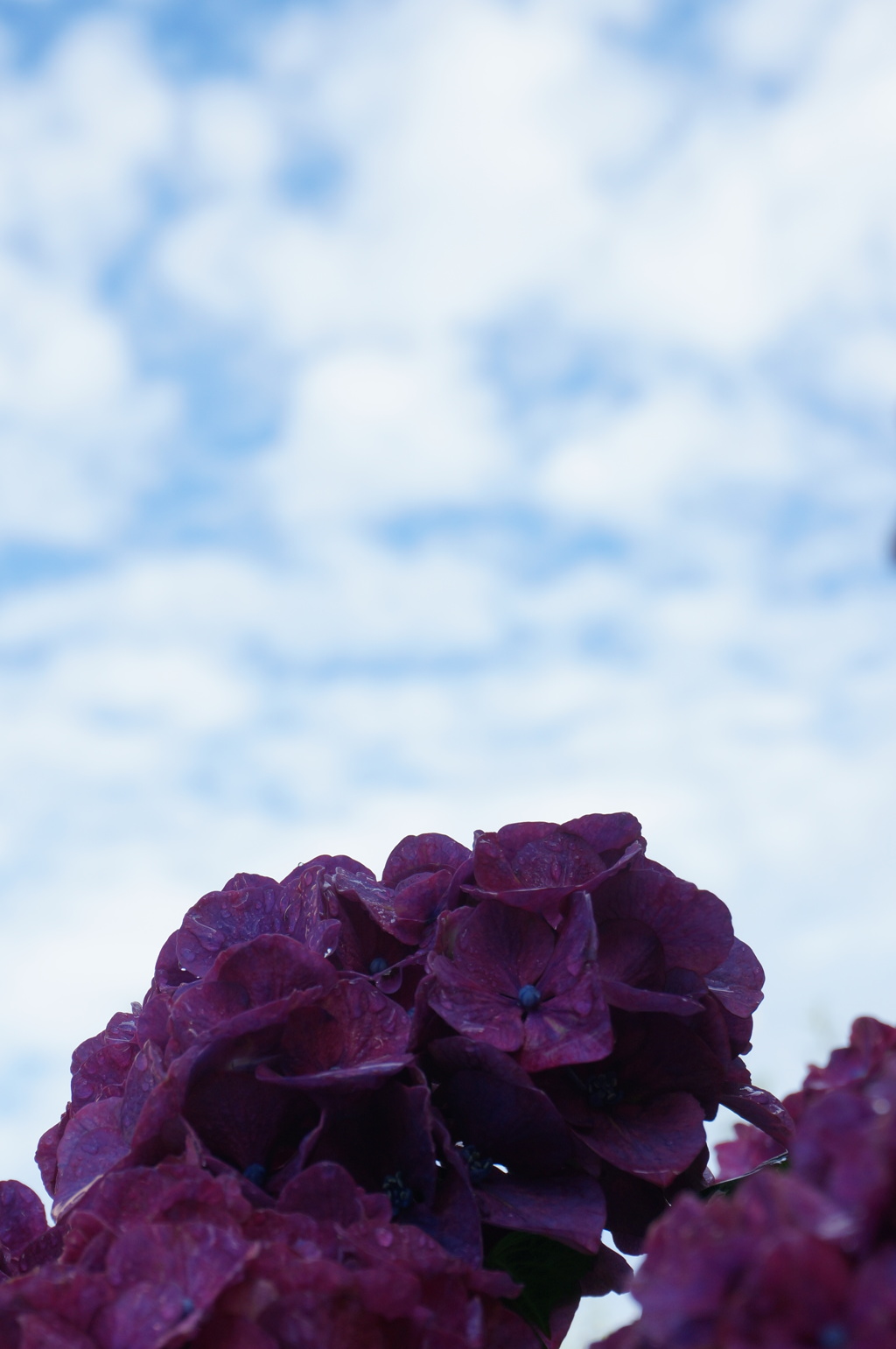 紫陽花　晴れ間に