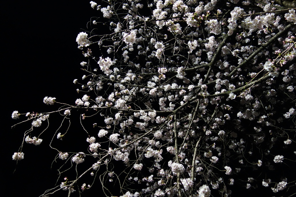 夜桜　1