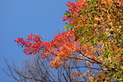 伊香保の紅葉　河鹿橋にて　1