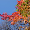 伊香保の紅葉　河鹿橋にて　1
