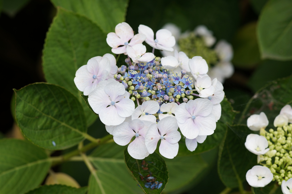 紫陽花