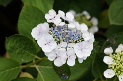 紫陽花