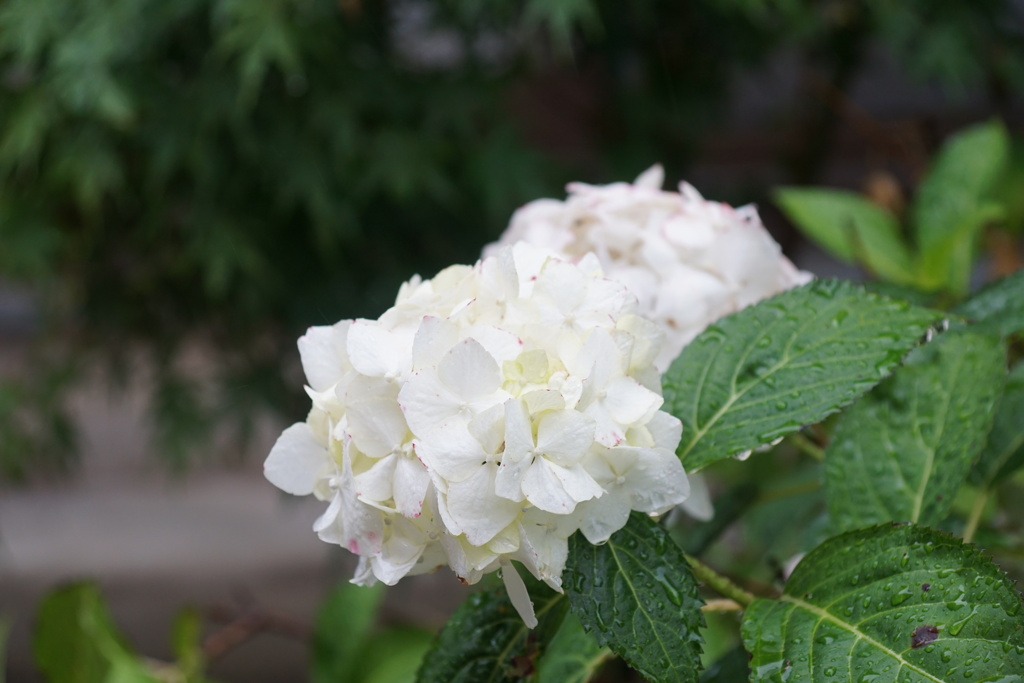 雨に濡れた紫陽花　5