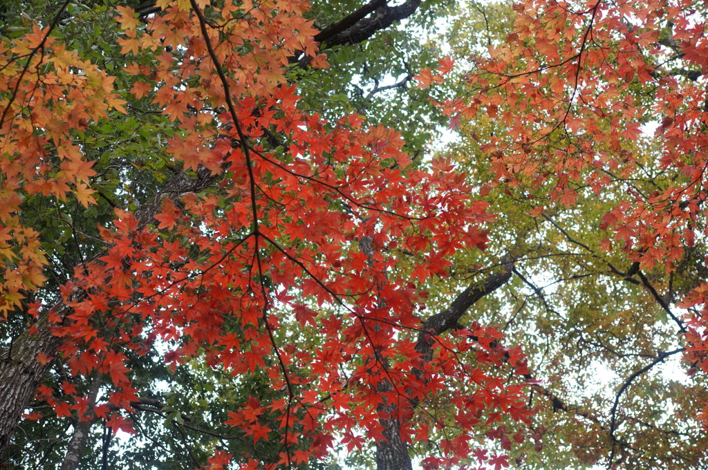 山の紅葉