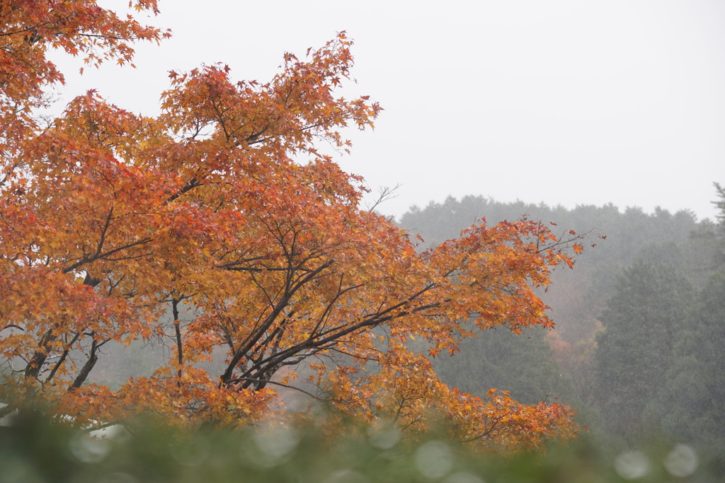 箱根・芦ノ湖で見つけた紅葉　6