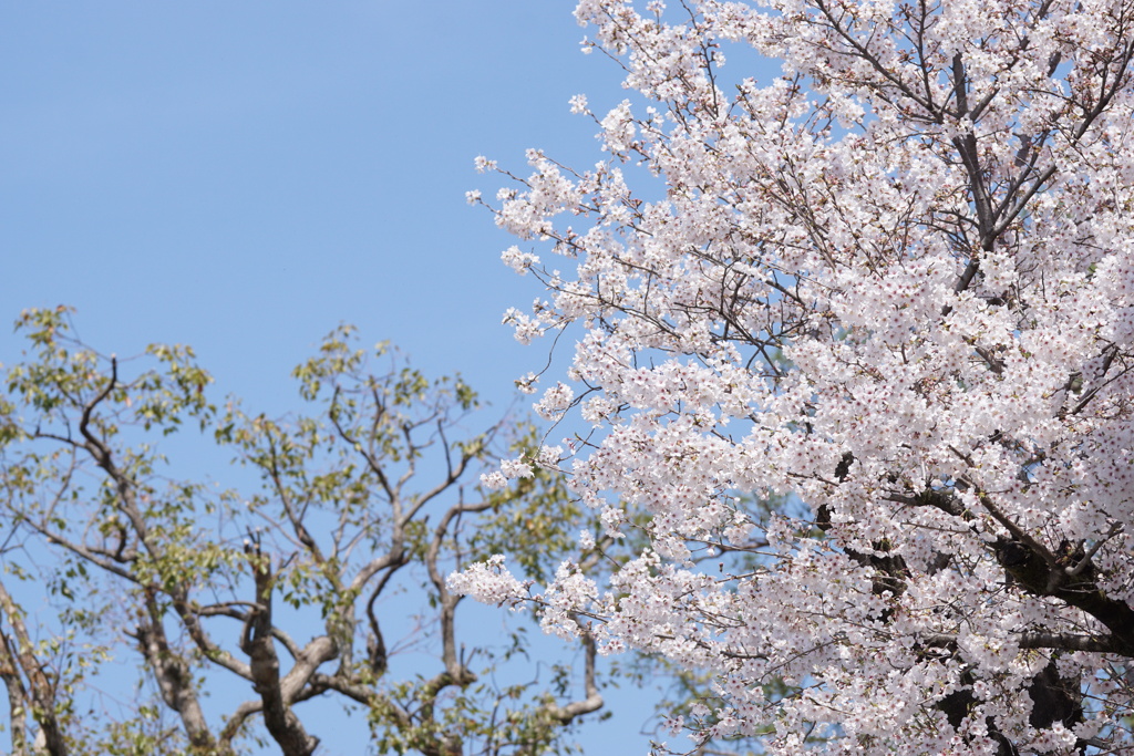桜　2