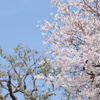 桜　2