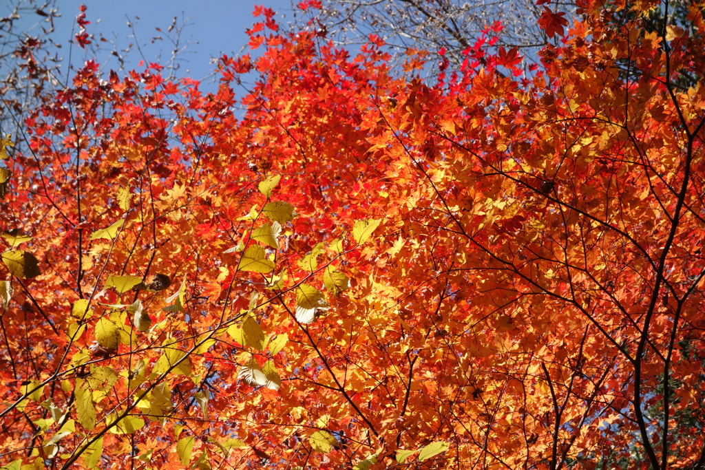 日光の紅葉　竜頭の滝付近